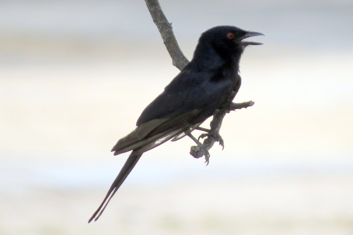 Fork-tailed Drongo - ML612429257