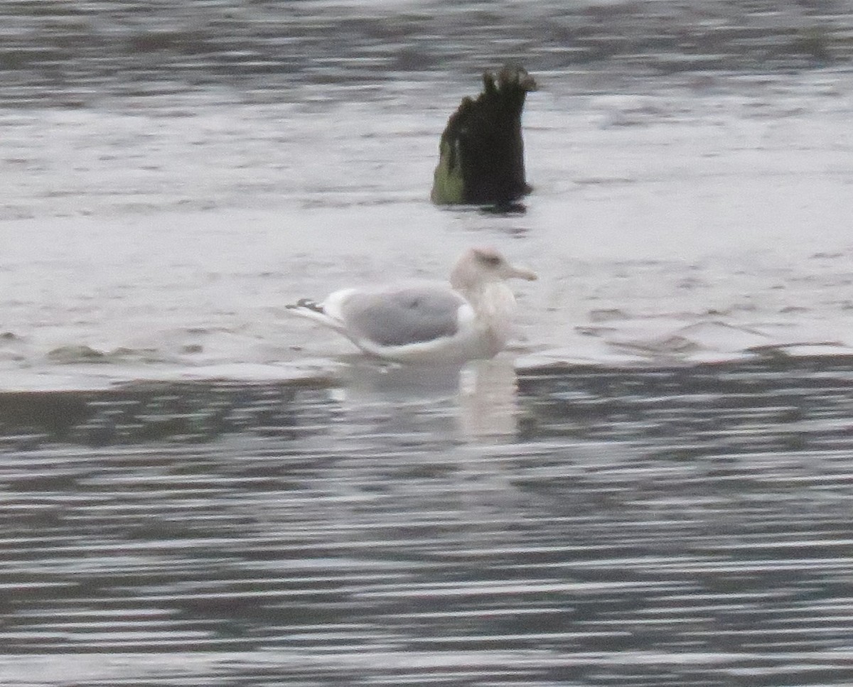 Glaucous-winged Gull - ML612429266