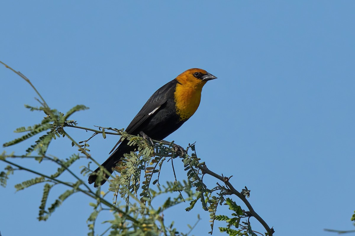 Yellow-headed Blackbird - ML612429270