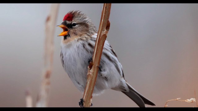 Common Redpoll - ML612429275