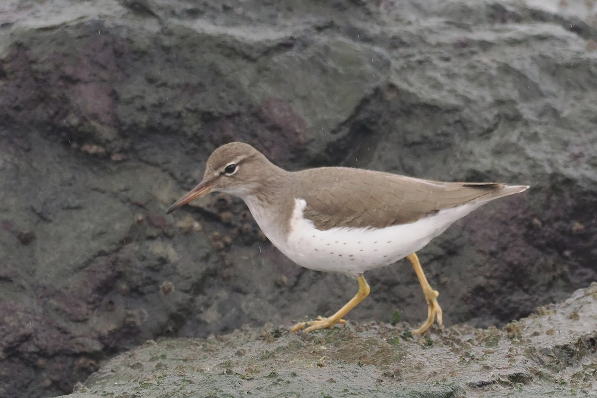 Spotted Sandpiper - ML612429310