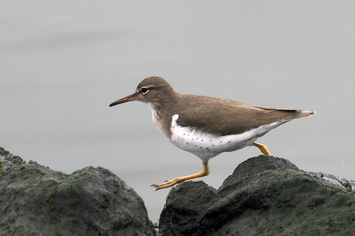 Spotted Sandpiper - ML612429312