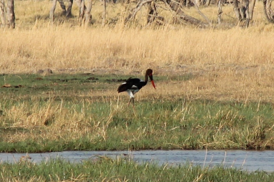 Saddle-billed Stork - ML612429386