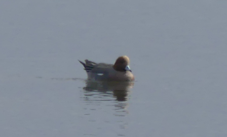 Eurasian Wigeon - Walter Piper