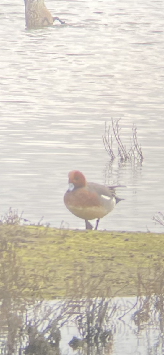 Eurasian Wigeon - Walter Piper