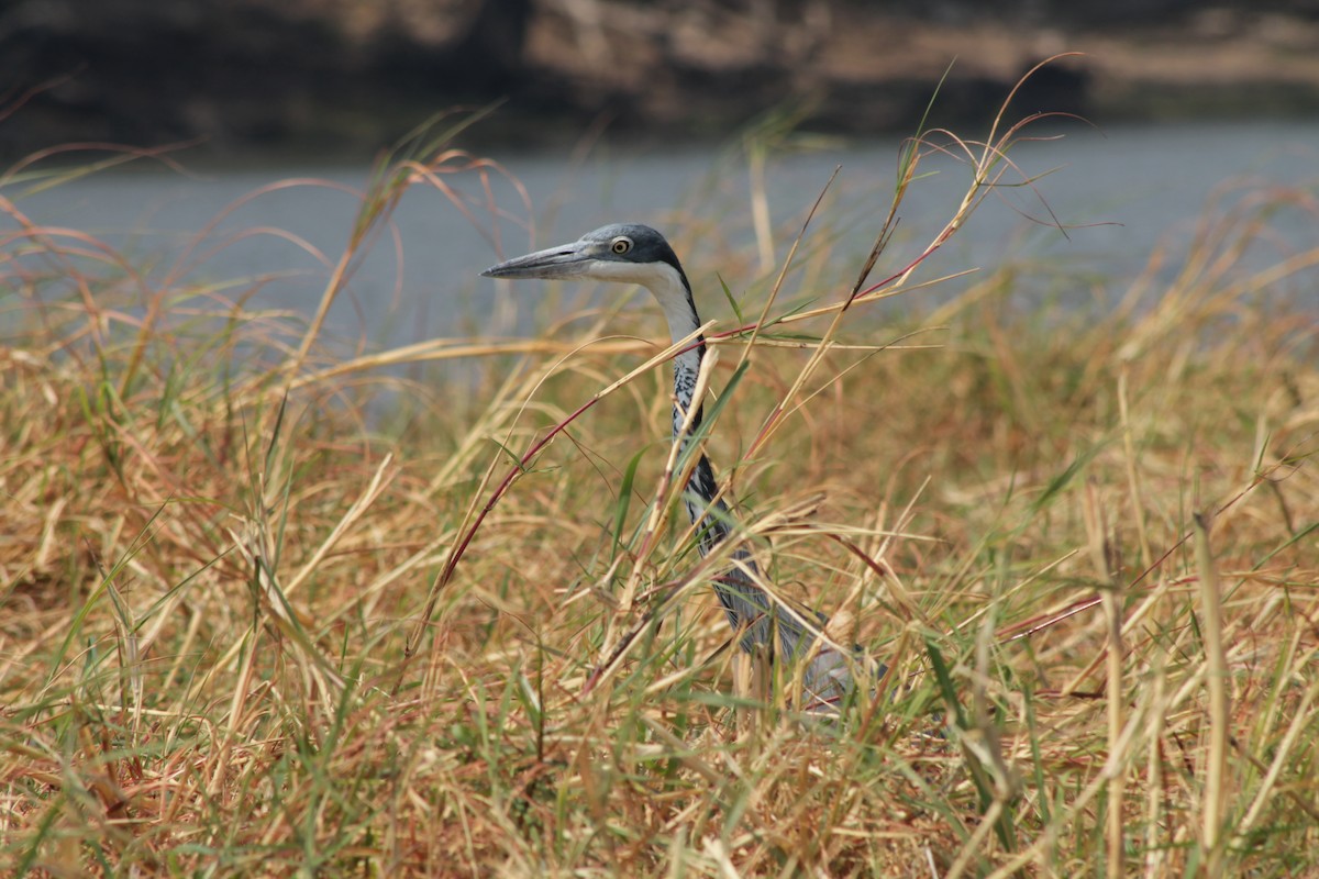 Black-headed Heron - ML612429920