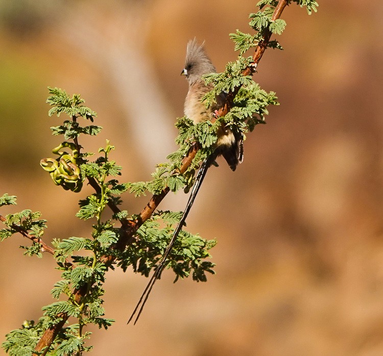 White-backed Mousebird - ML612430000