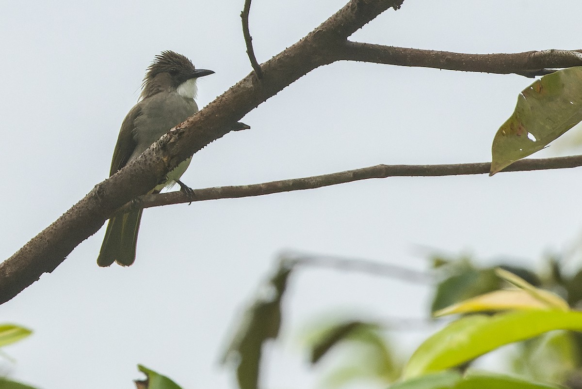 Cinereous Bulbul (Green-winged) - ML612430095