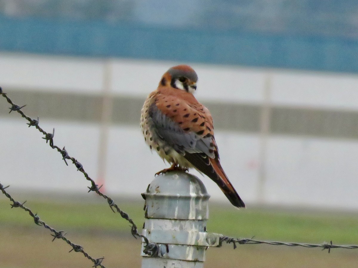 American Kestrel - ML612430100