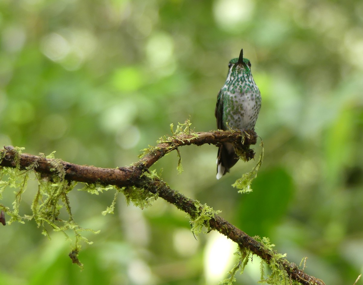 kolibřík skvrnoocasý - ML612430129