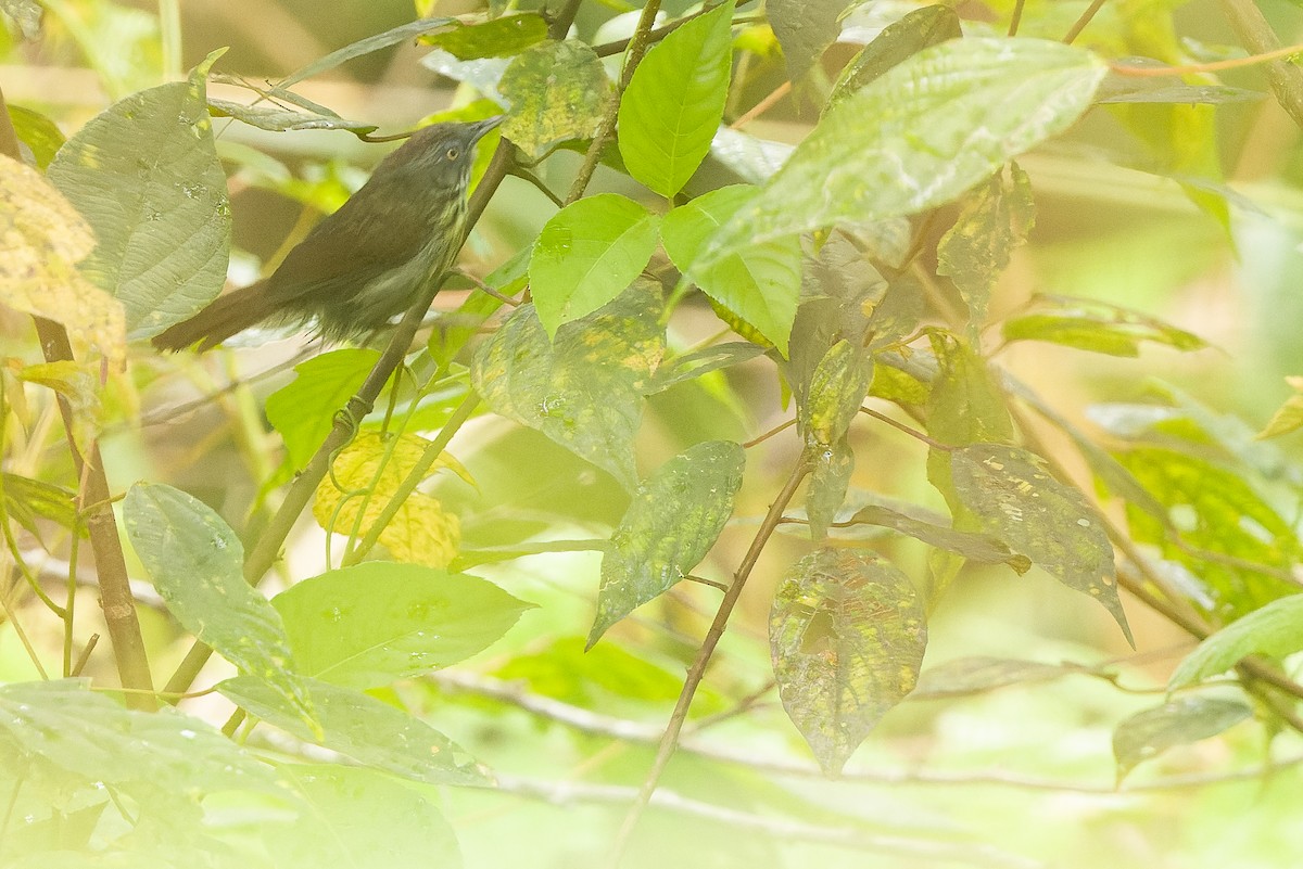 Timalí de Borneo (grupo bornensis) - ML612430187