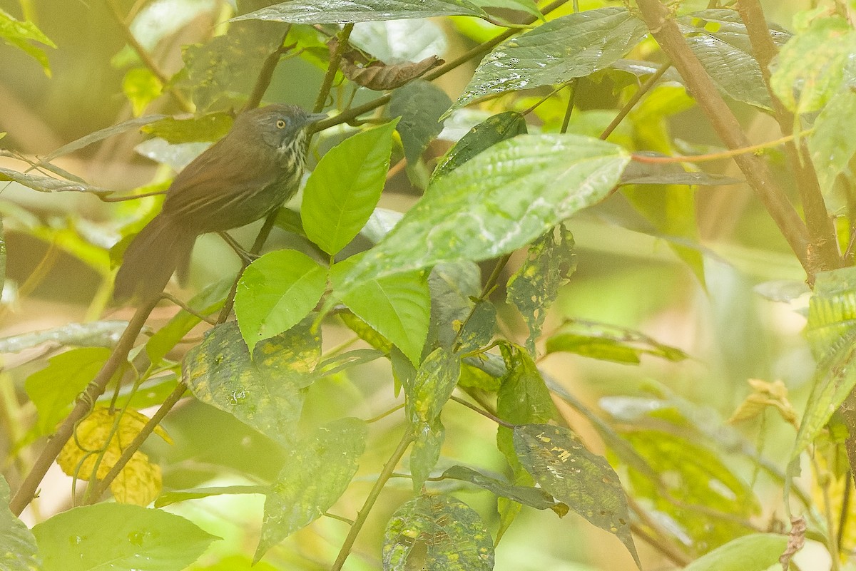 Timalí de Borneo (grupo bornensis) - ML612430188