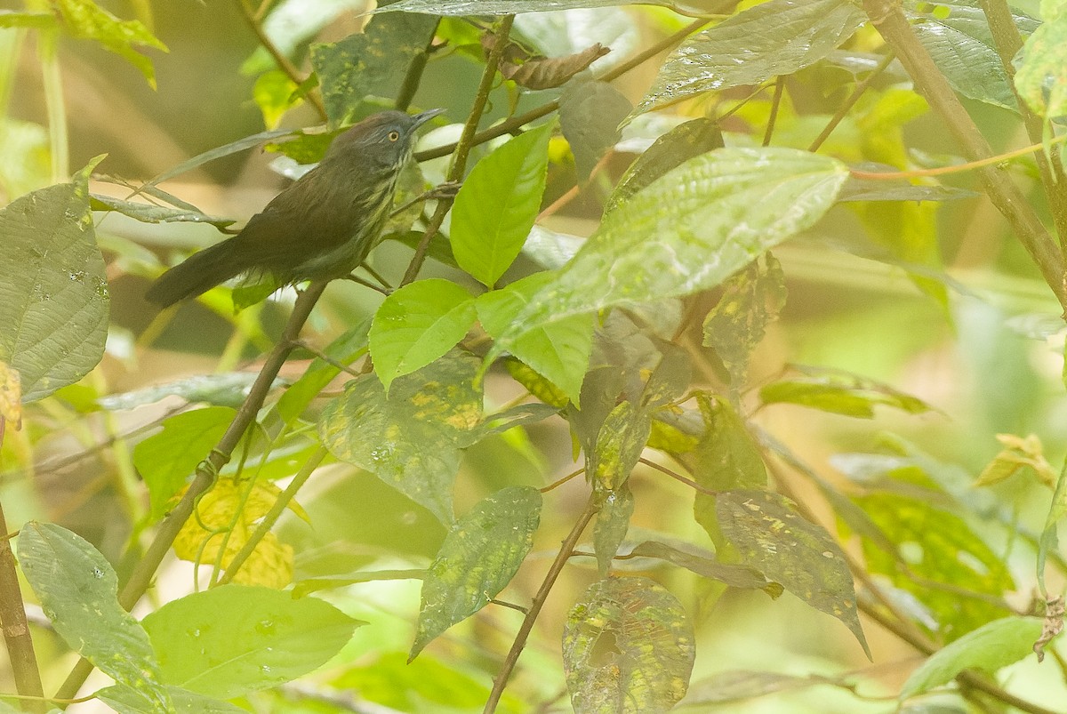 Bold-striped Tit-Babbler (Bold-striped) - ML612430189