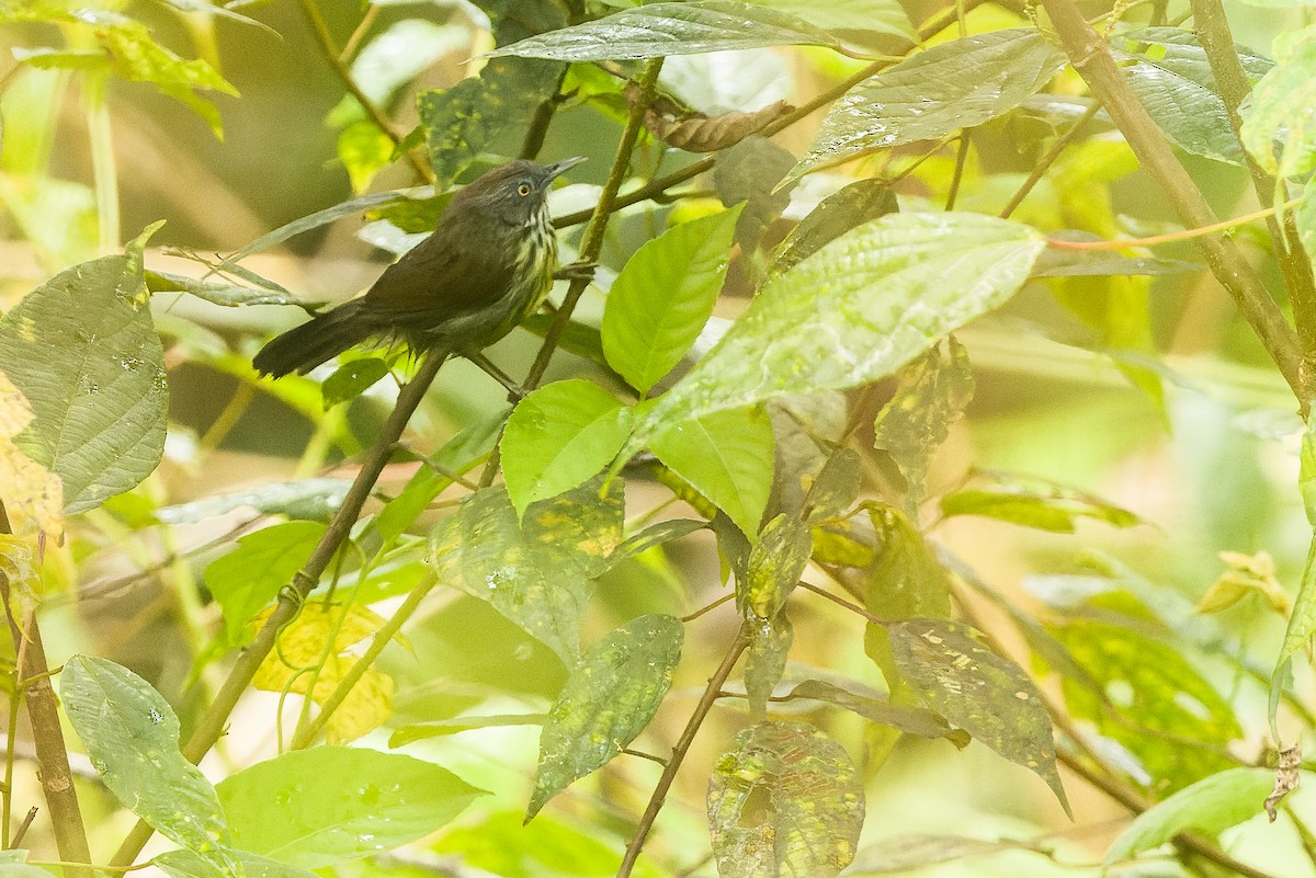 Bold-striped Tit-Babbler (Bold-striped) - ML612430190