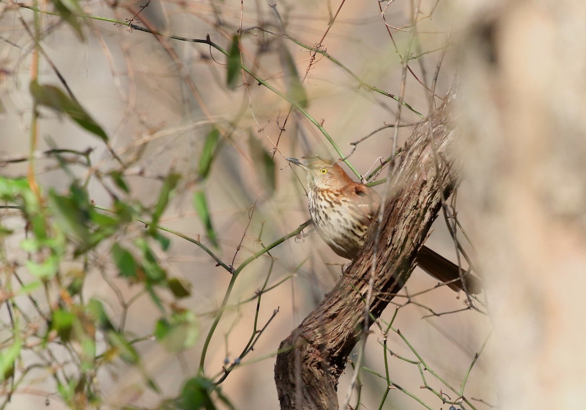 Brown Thrasher - ML612430199