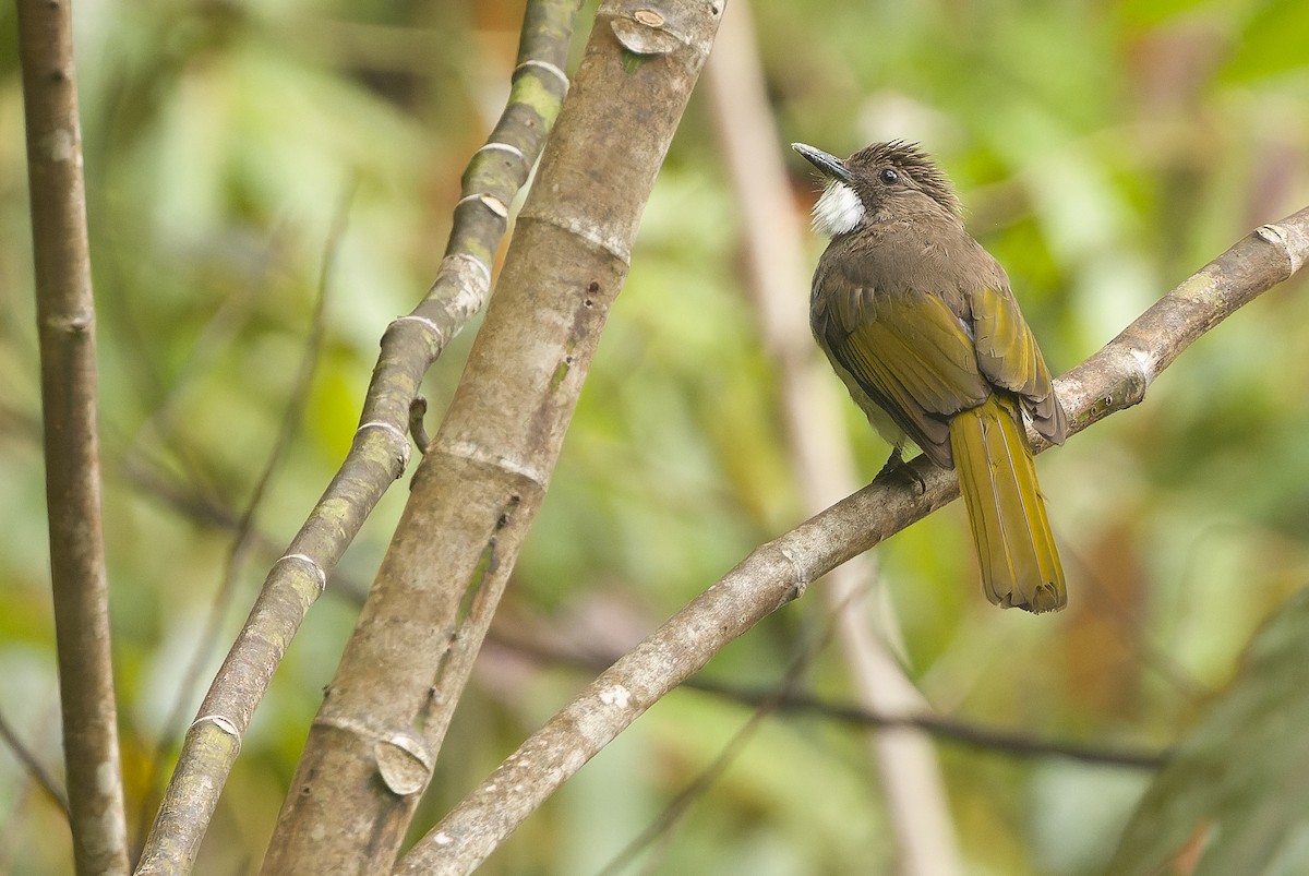 Cinereous Bulbul (Green-winged) - ML612430241