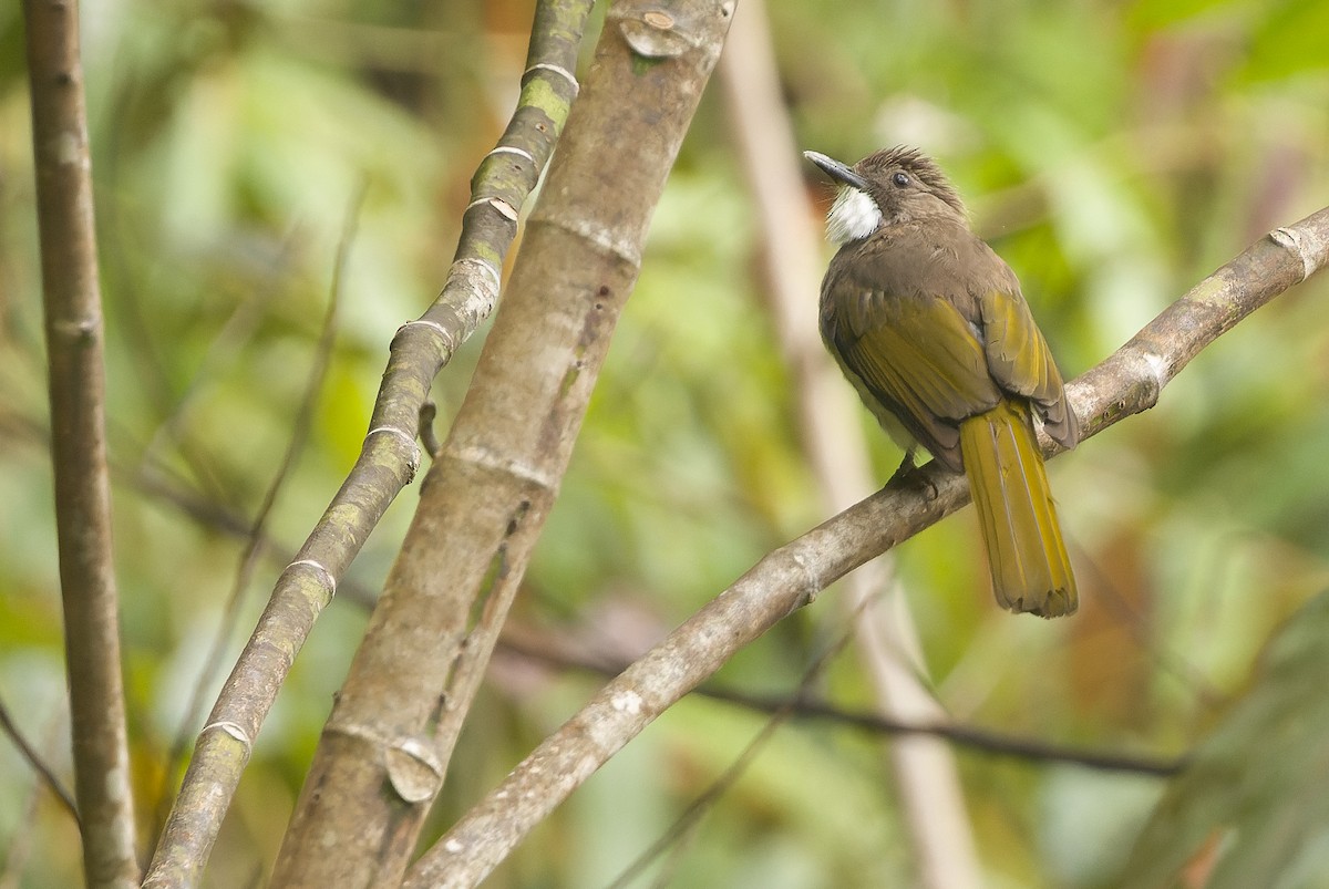 Cinereous Bulbul (Green-winged) - ML612430243