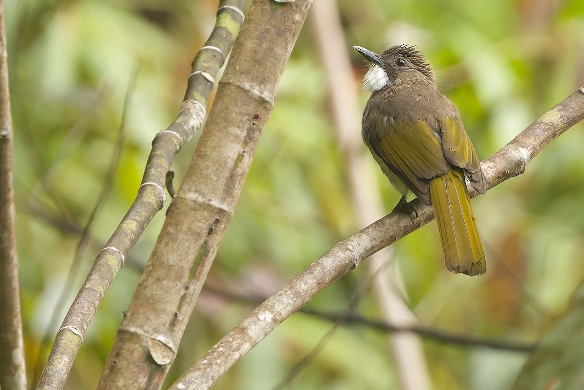 Cinereous Bulbul (Green-winged) - ML612430245