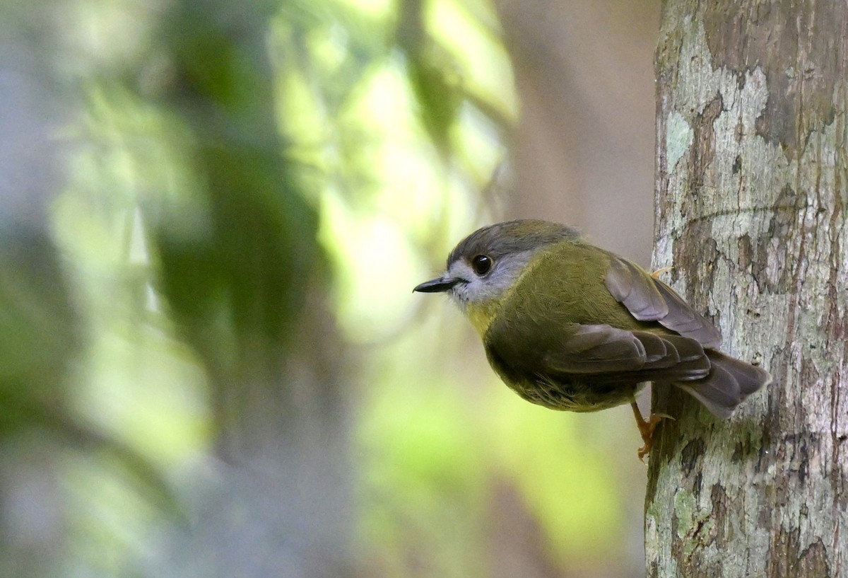 Pale-yellow Robin - ML612430286