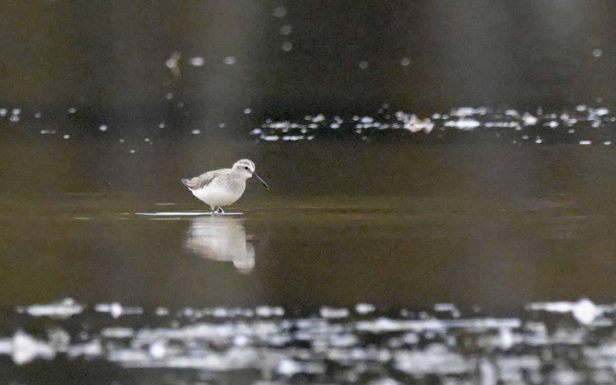 Broad-billed Sandpiper - ML612430344