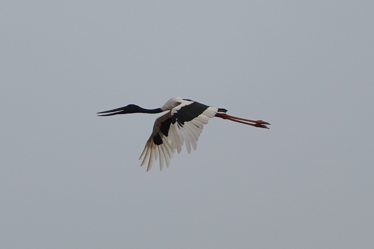 svarthalsstork - ML612430533