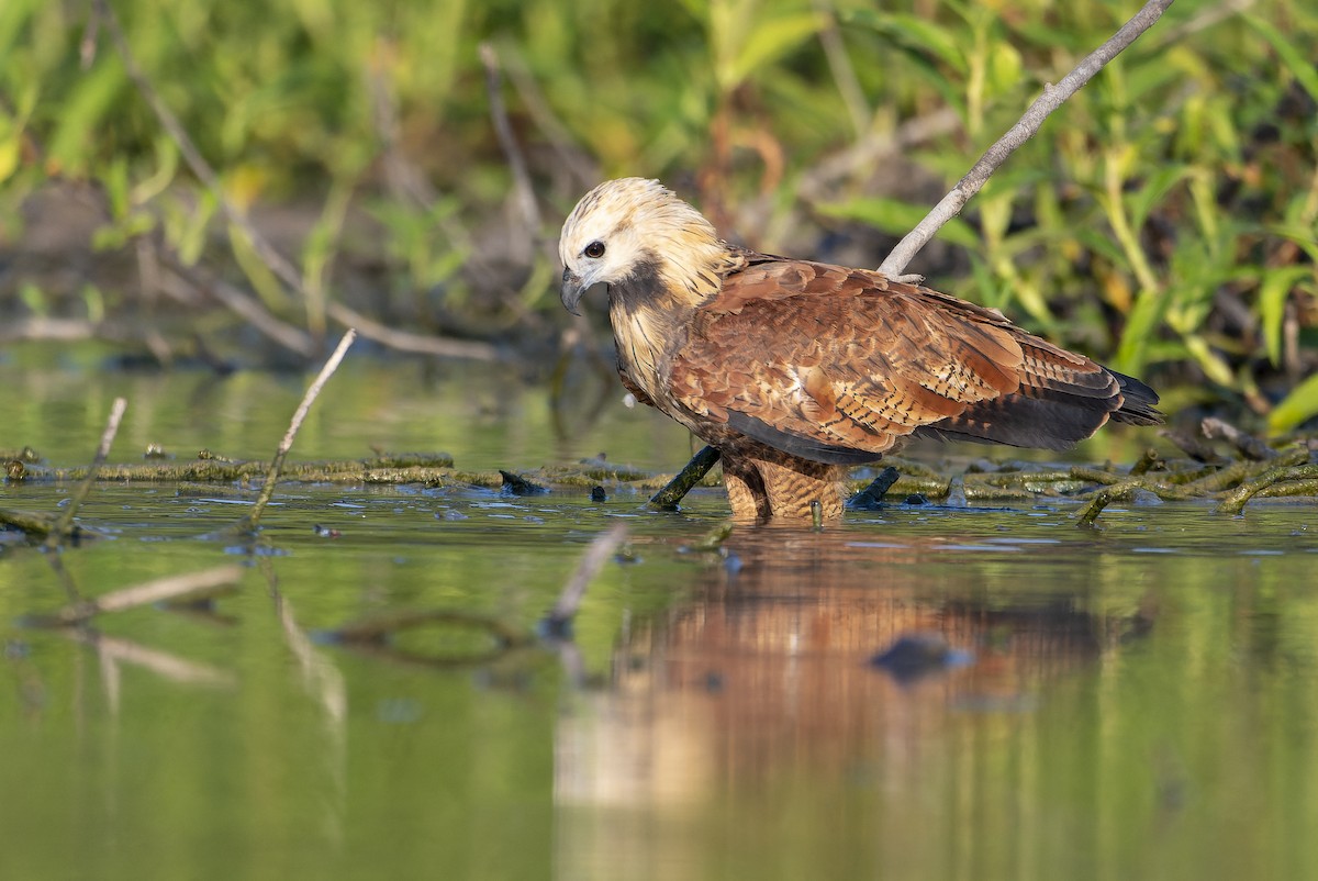 Black-collared Hawk - David F. Belmonte