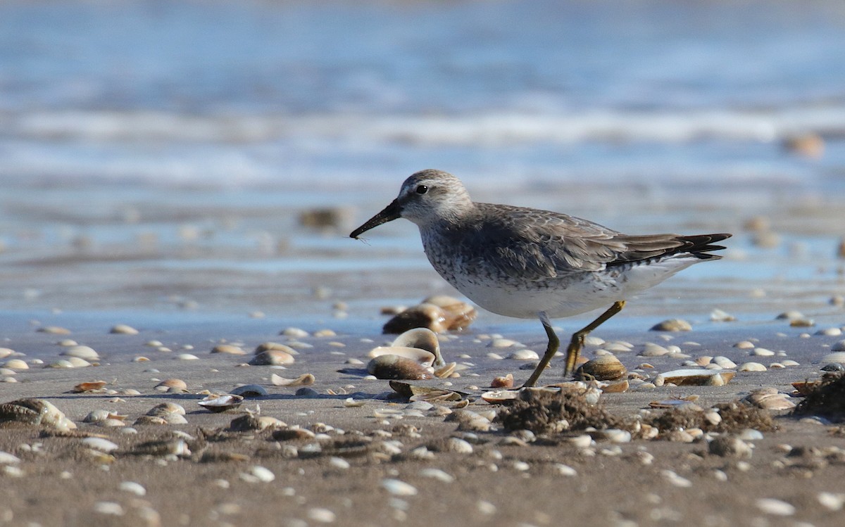 Red Knot - Diego Trillo