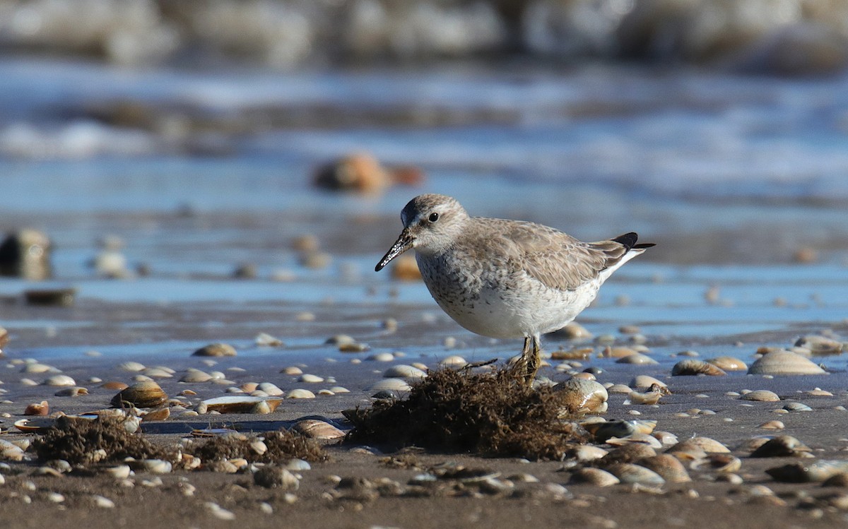 Red Knot - Diego Trillo