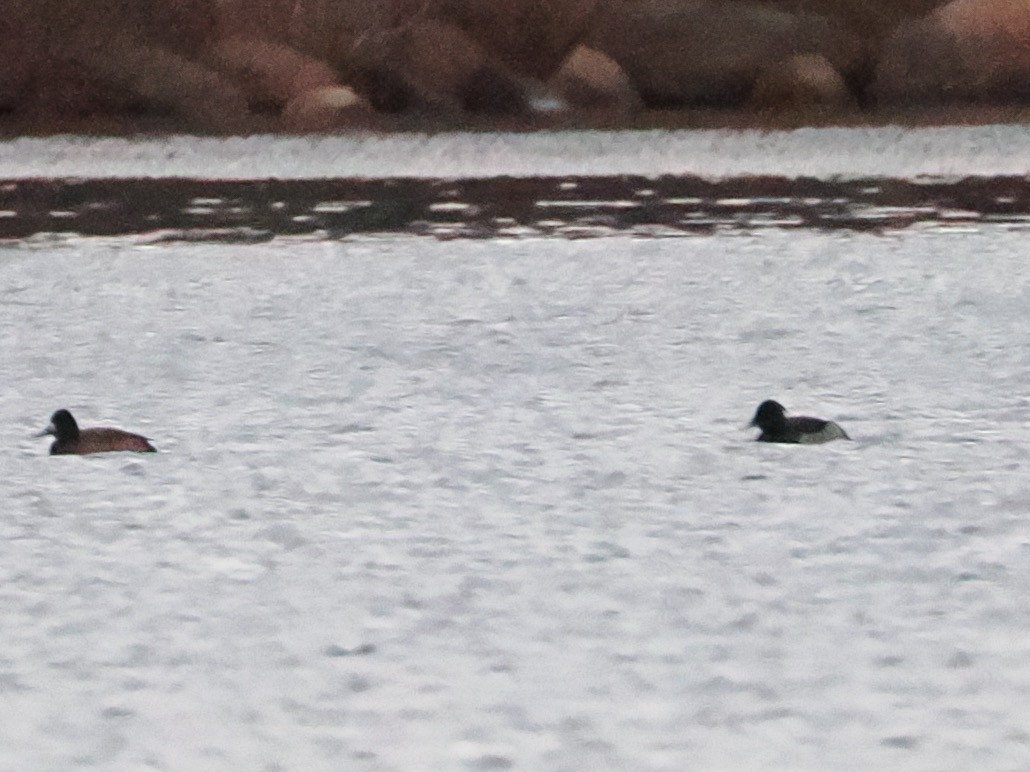 Tufted Duck - ML612430663