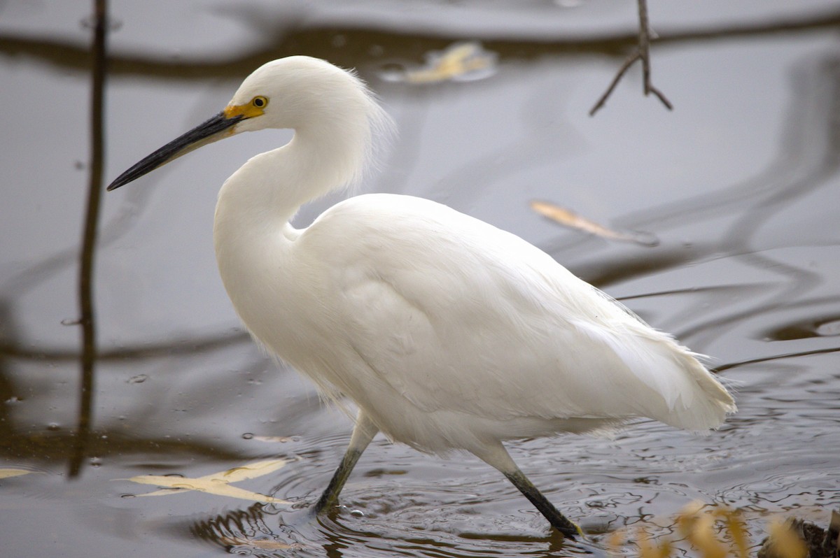 Snowy Egret - ML612430668