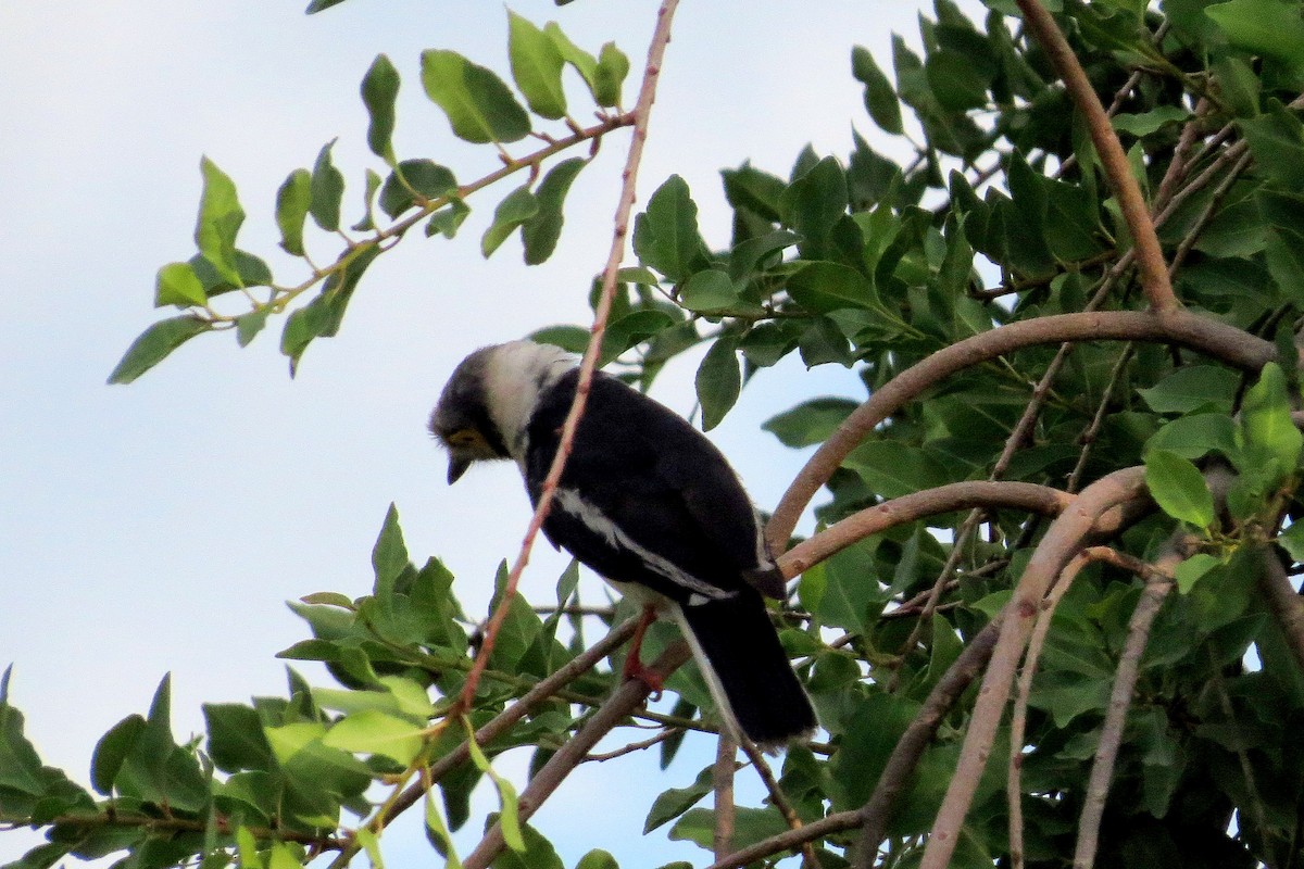 White Helmetshrike - ML612430673