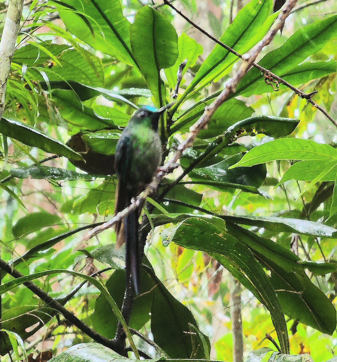 Long-tailed Sylph - ML612430676