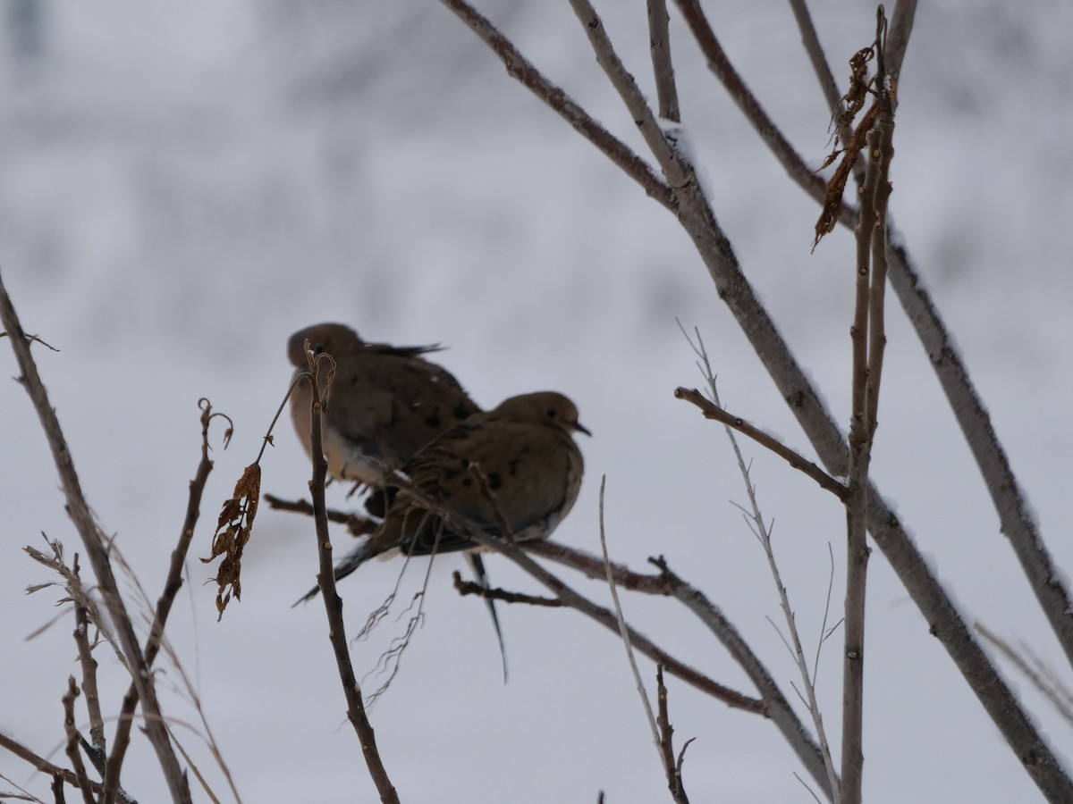 Mourning Dove - ML612430677