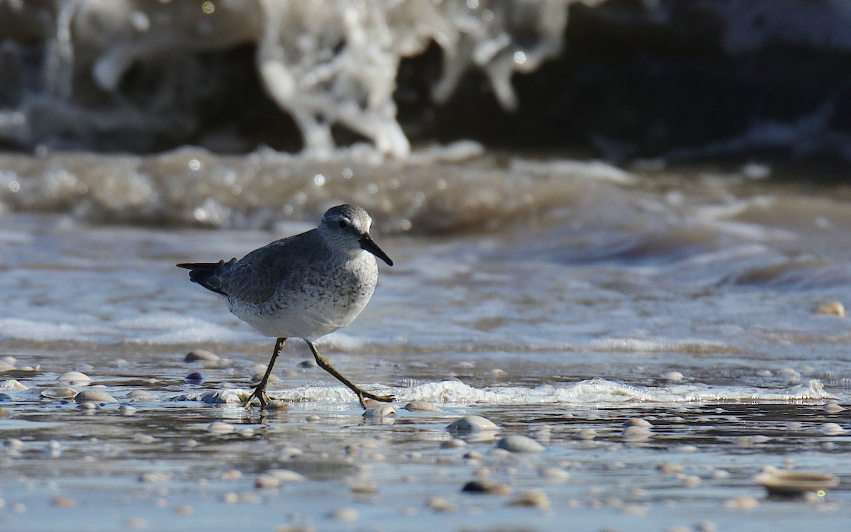 Red Knot - ML612430683