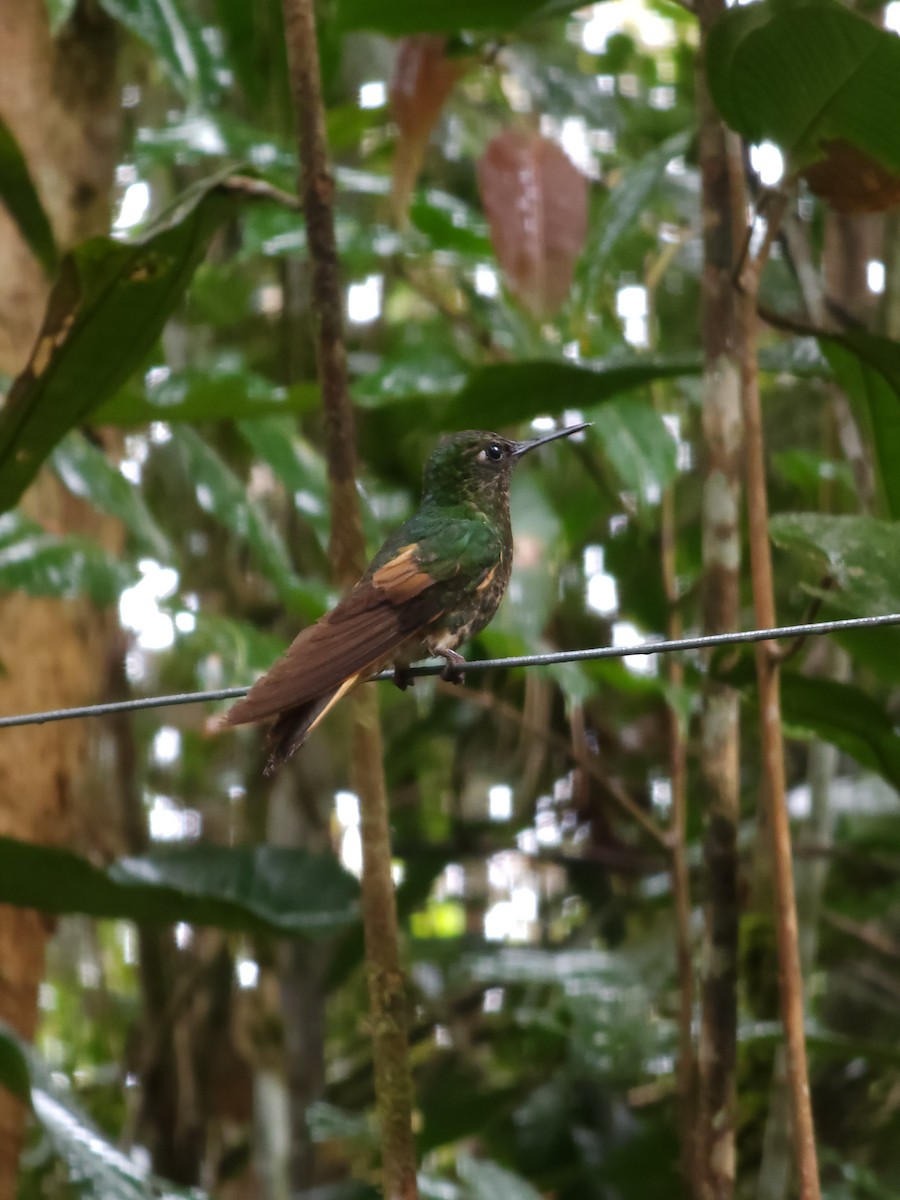 Buff-tailed Coronet - ML612430697