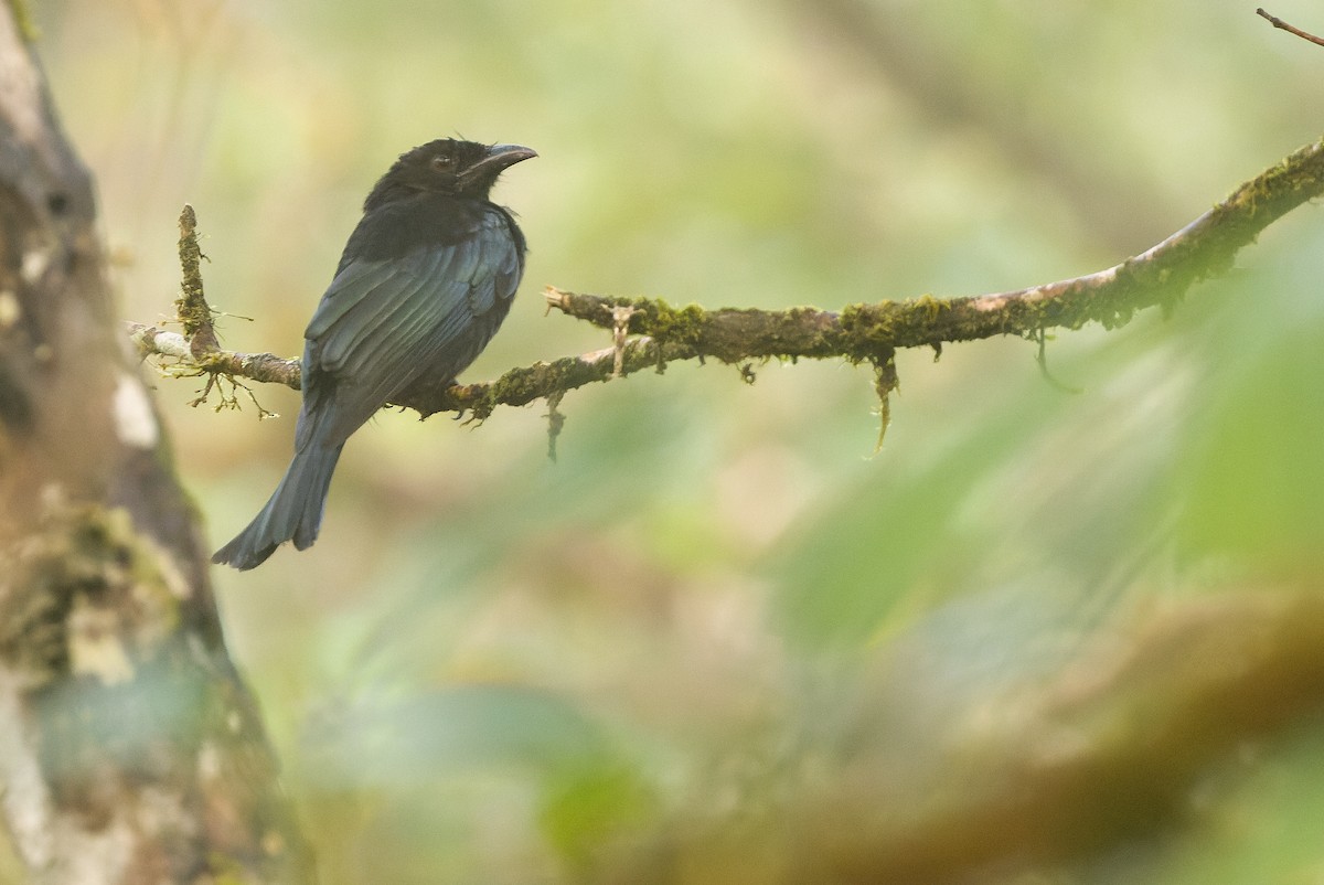 hårdrongo (borneensis) - ML612430729