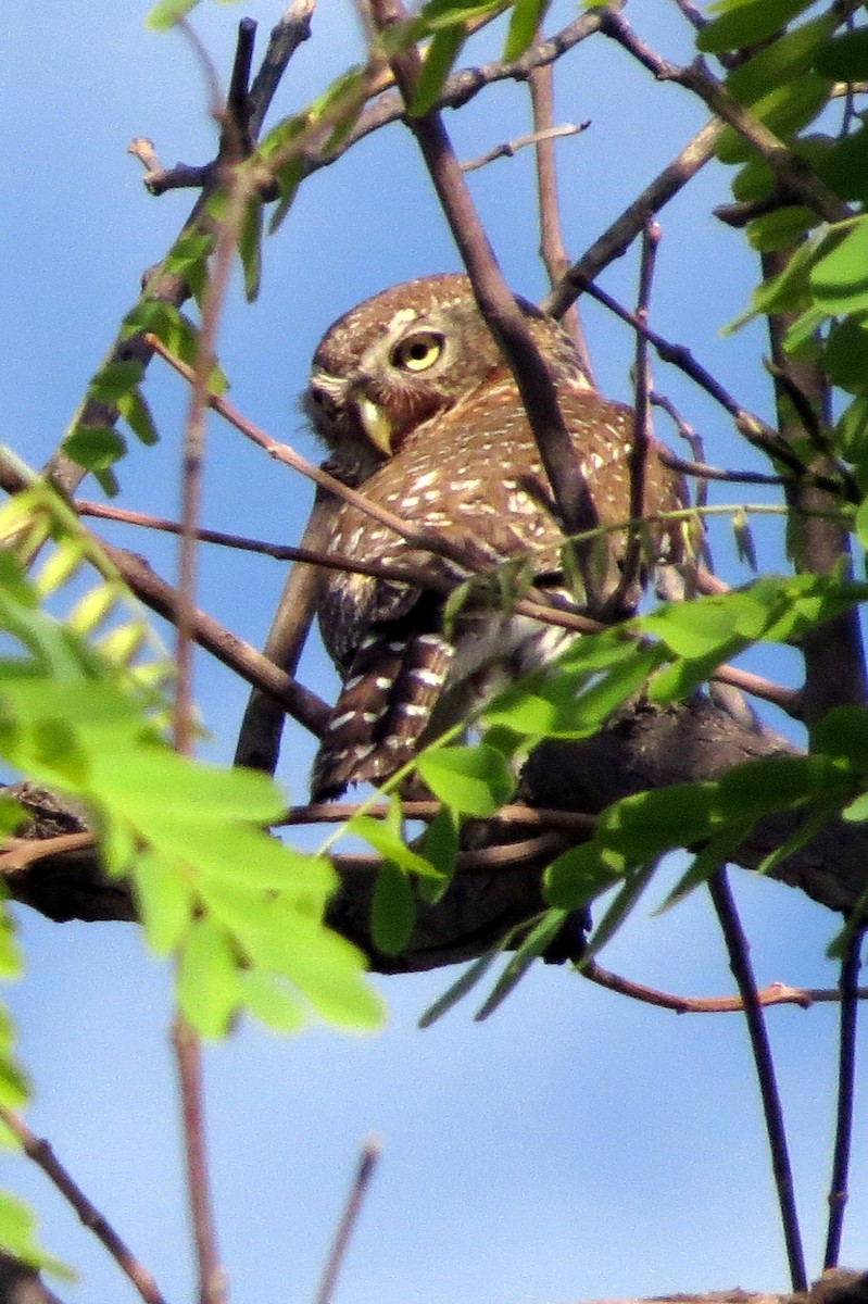 Pearl-spotted Owlet - ML612430754