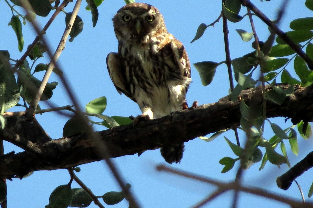 Pearl-spotted Owlet - ML612430755
