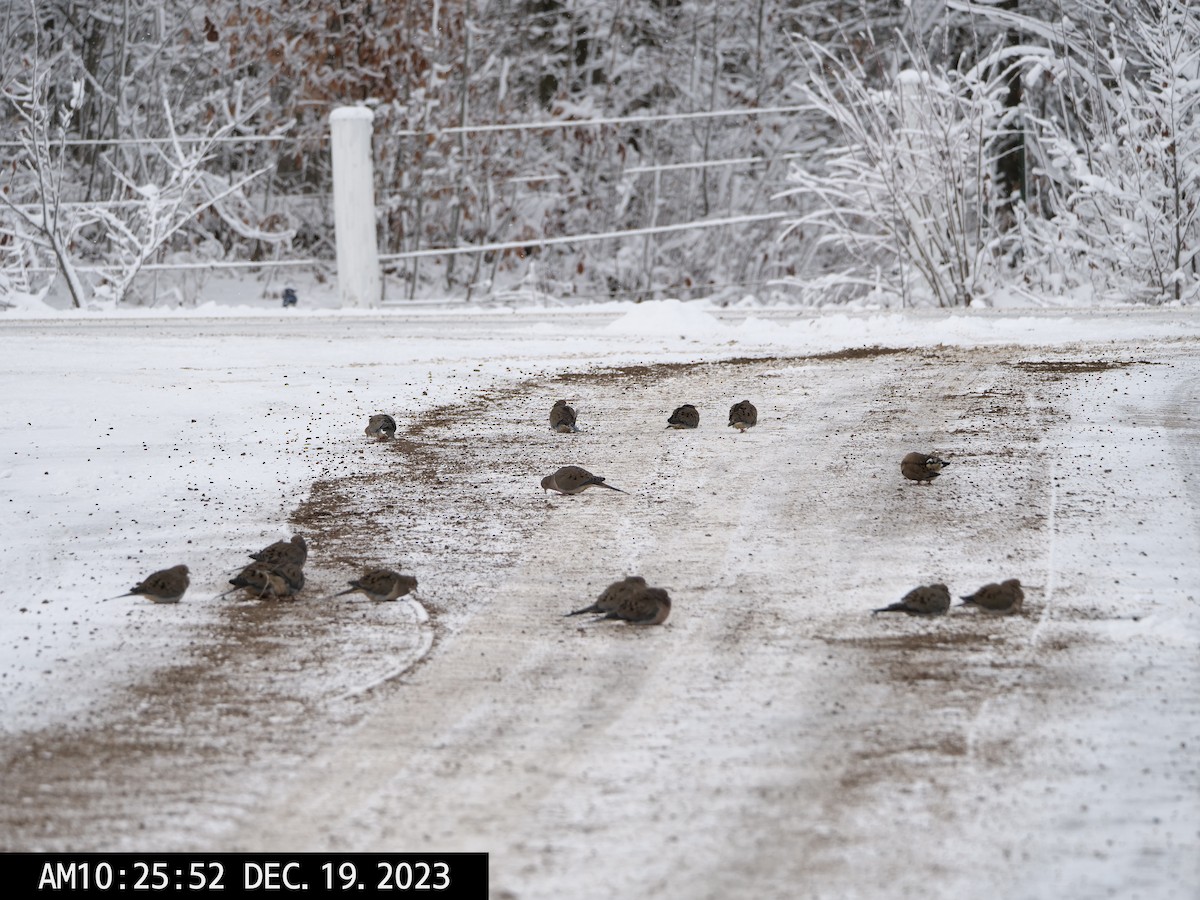 Mourning Dove - ML612430782