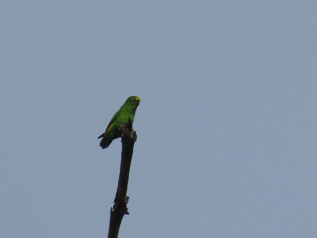 Yellow-capped Pygmy-Parrot - Suzanne Beauchesne