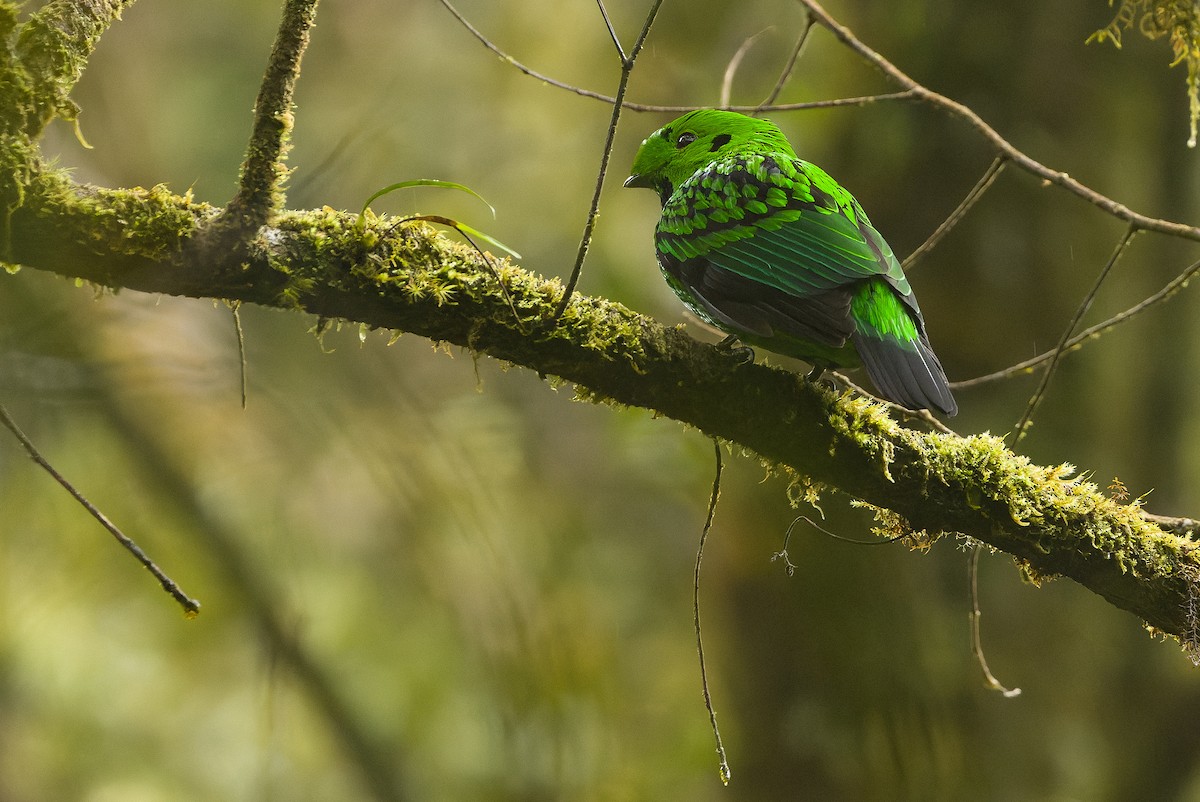 Whitehead's Broadbill - ML612430867