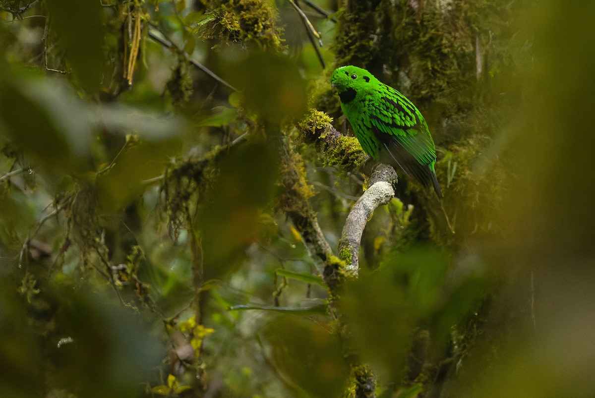 Whitehead's Broadbill - ML612430872