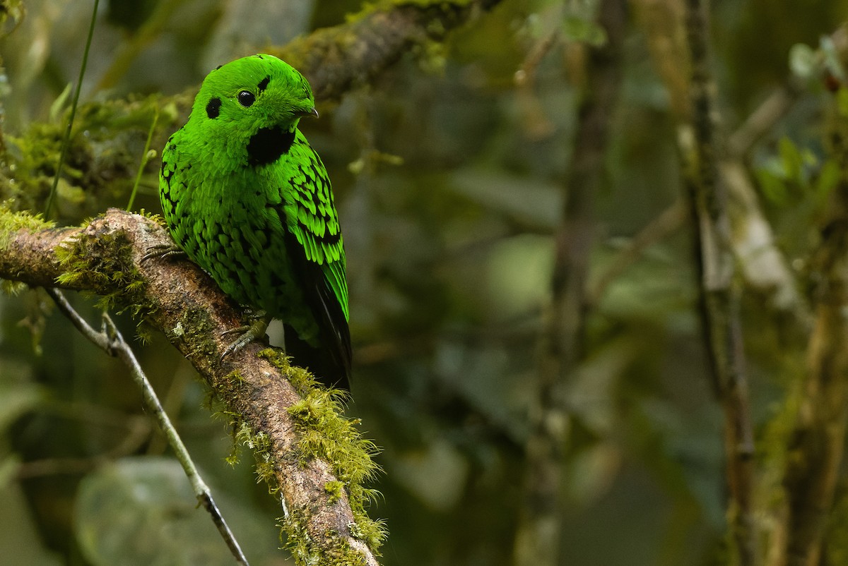 Whitehead's Broadbill - ML612430874