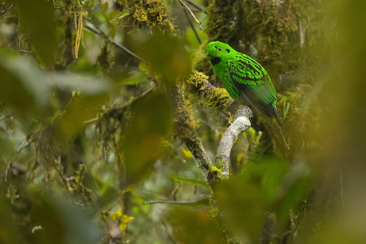 Whitehead's Broadbill - ML612430875