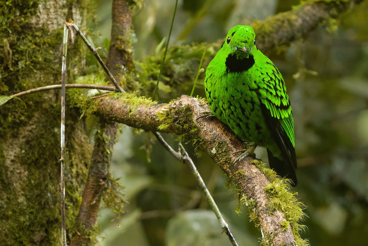 Whitehead's Broadbill - ML612430876