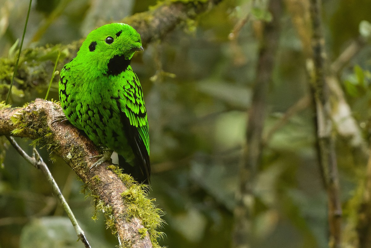 Whitehead's Broadbill - ML612430877