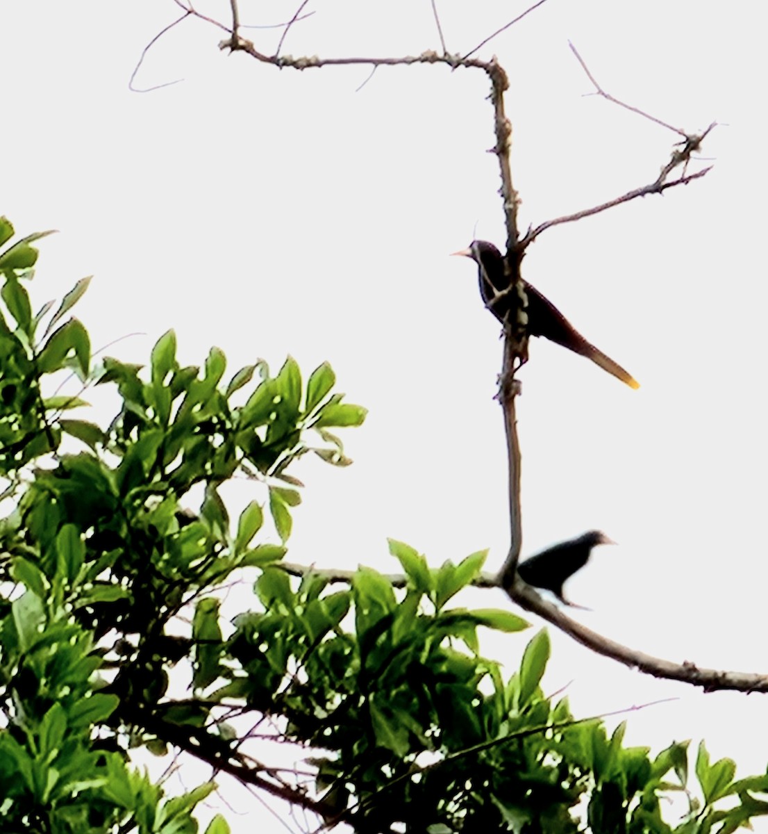 Crested Oropendola - ML612430906