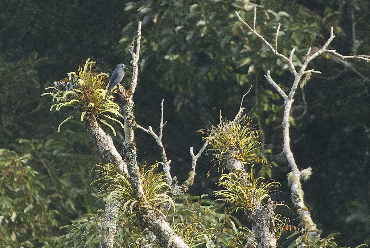 Ashy Drongo (Bornean) - ML612430922