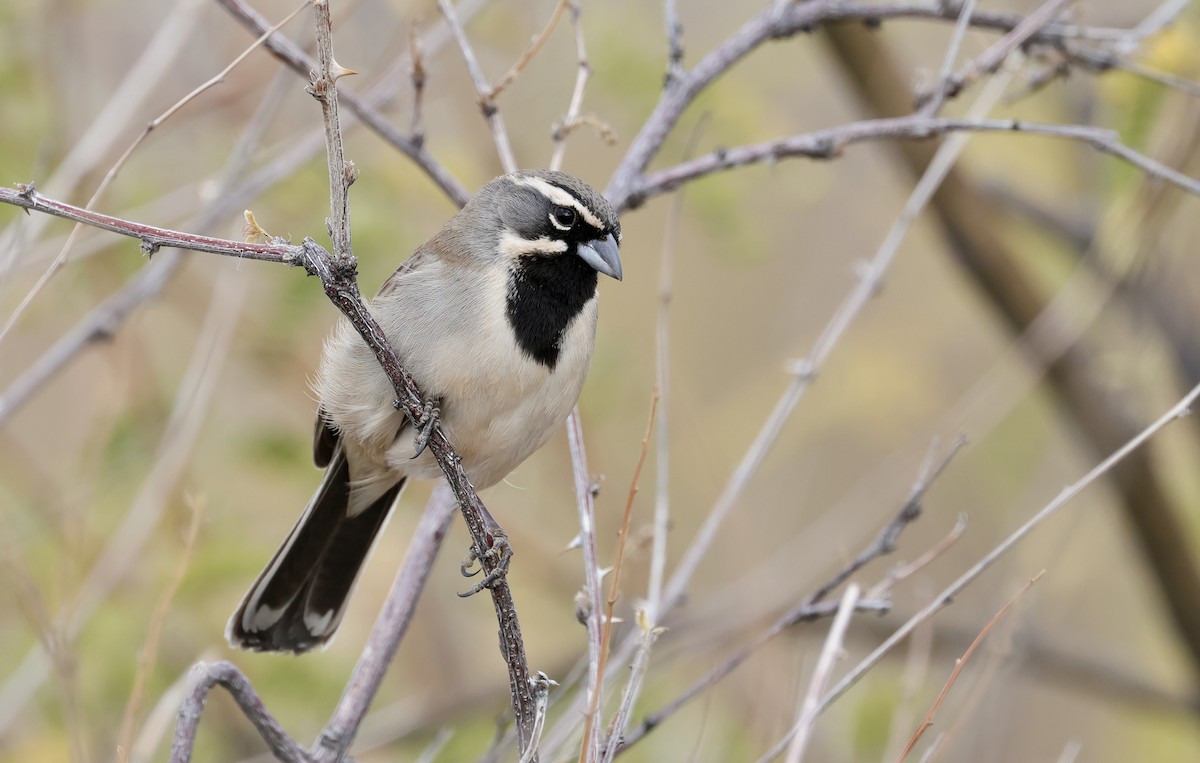 Black-throated Sparrow - ML612430947