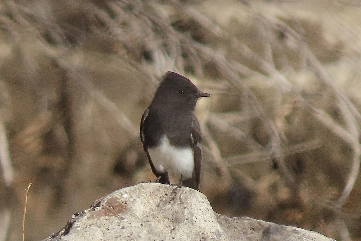 Black Phoebe - ML612431058